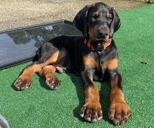 Doberman Pinscher Puppy for Sale in PACE, Florida USA