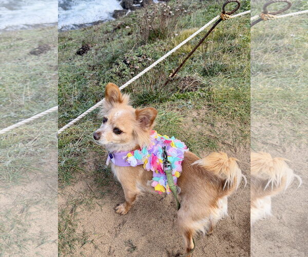 Medium Photo #9 Chiranian Puppy For Sale in San Francisco, CA, USA