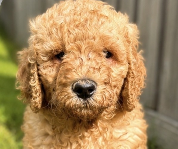 Medium Photo #1 Poodle (Standard) Puppy For Sale in DEXTER, MO, USA