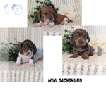 Small Photo #21 Dachshund Puppy For Sale in GOSHEN, IN, USA