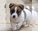 Small #6 Jack Russell Terrier