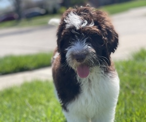 Doodle-Goldendoodle Mix Puppy for sale in STERLING HEIGHTS, MI, USA