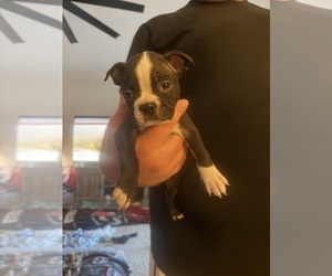 Medium Boston Terrier