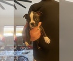 Puppy Walker Boston Terrier