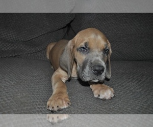 Great Dane Puppy for sale in BUFFALO, MO, USA