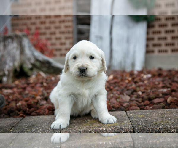 Medium Photo #3 English Cream Golden Retriever Puppy For Sale in ORRVILLE, OH, USA