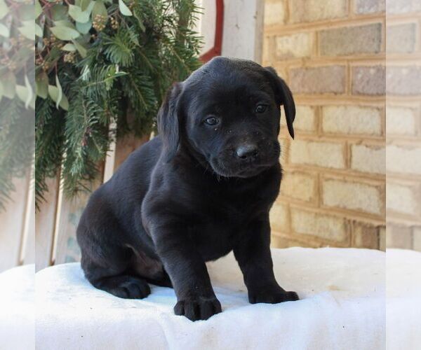 Medium Photo #2 Labrador Retriever Puppy For Sale in JONESTOWN, PA, USA