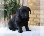 Small #1 Labrador Retriever