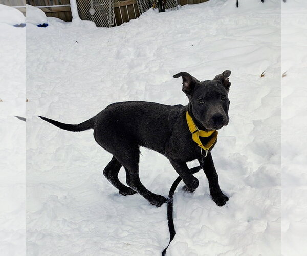 Medium Photo #2 Mutt Puppy For Sale in Cottage Grove, MN, USA