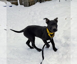 Rocky - Male Mutt Dog for Adoption - Photo #2