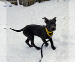 Small Photo #2 Mutt Puppy For Sale in Cottage Grove, MN, USA