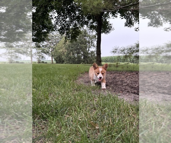 Medium Photo #38 Pembroke Welsh Corgi Puppy For Sale in MILFORD, IN, USA