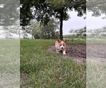 Small Photo #38 Pembroke Welsh Corgi Puppy For Sale in MILFORD, IN, USA
