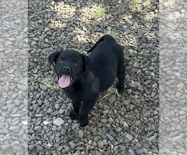 Medium Photo #1 Sheprador Puppy For Sale in Phoenix, AZ, USA