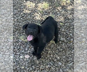 Sheprador Dogs for adoption in Phoenix, AZ, USA