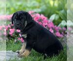 Newton - Male Cane Corso Puppy for Sale - Photo #4