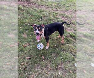 American Pit Bull Terrier-Unknown Mix Dogs for adoption in Charlotte, NC, USA