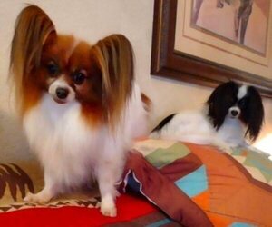 Mother of the Papillon puppies born on 04/25/2022