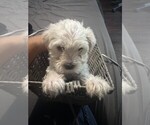 Small #1 Schnauzer (Miniature)