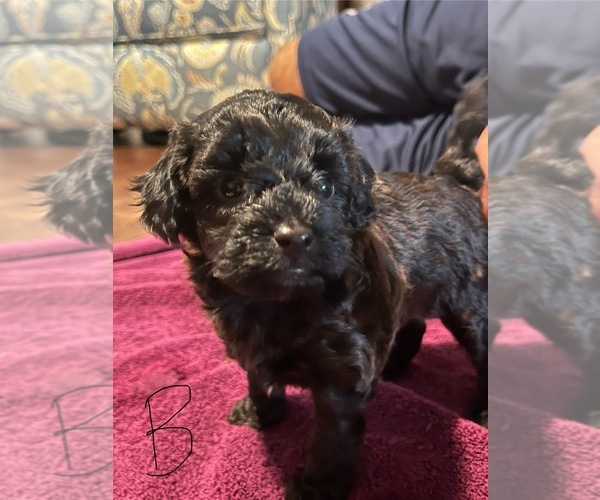 Medium Photo #3 Goldendoodle (Miniature) Puppy For Sale in CHAPIN, SC, USA