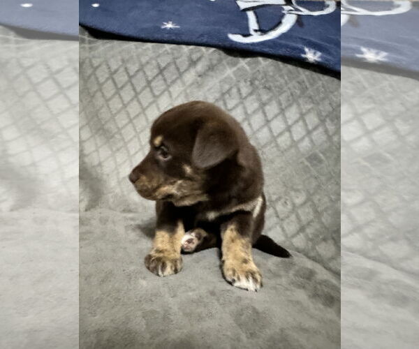 Medium Photo #4 Labrador Retriever-Unknown Mix Puppy For Sale in Ball Ground, GA, USA