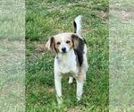 260246  Cookie - Female Chihuahua-Colonial Cocker Spaniel Mix Dog for Adoption - Small photo