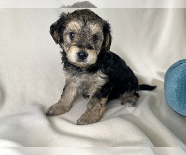 Medium Photo #1 YorkiePoo Puppy For Sale in ROCK HILL, SC, USA
