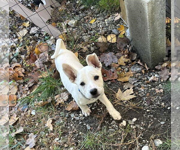 Medium Photo #1 Mutt Puppy For Sale in Shelburne, VT, USA
