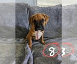 Small Photo #5 Boxer Puppy For Sale in ZEELAND, MI, USA