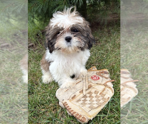 Medium Photo #2 Shih Tzu Puppy For Sale in MIDDLEBURY, IN, USA