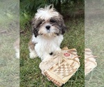 Small #1 Shih Tzu