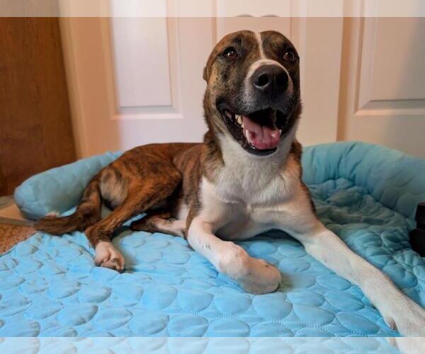 Medium Photo #3 Basenji-Unknown Mix Puppy For Sale in Incline Village, NV, USA