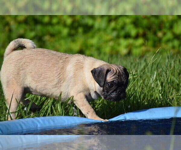 Medium Photo #4 Pug Puppy For Sale in PALM COAST, FL, USA