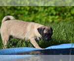 Small #3 Pug