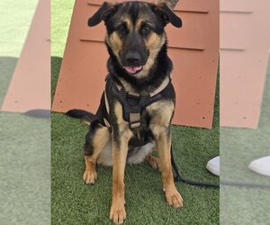 German Shepherd Dog-Unknown Mix Dogs for adoption in Visalia, CA, USA