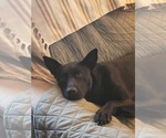 Small #11 Labrador Retriever Mix