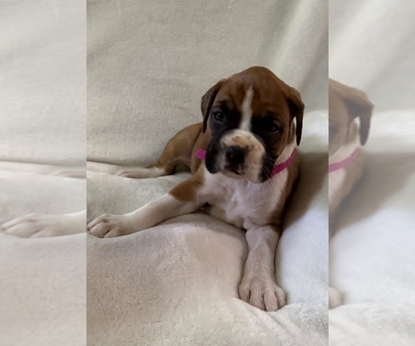 Medium Photo #4 Boxer Puppy For Sale in ALLEGHENY, PA, USA