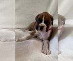Small Photo #4 Boxer Puppy For Sale in ALLEGHENY, PA, USA