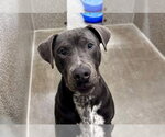 *VIRGIL - Male Mutt Dog for Adoption - Small photo