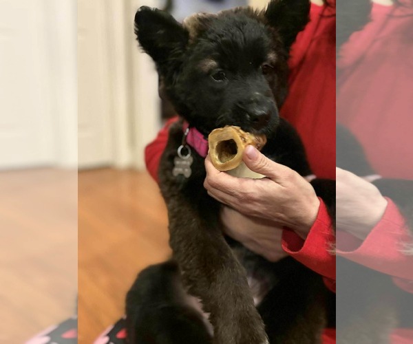 Medium Photo #4 Mutt Puppy For Sale in Holly Springs, NC, USA