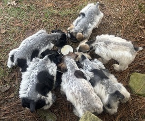 Schnauzer (Miniature) Litter for sale in RANBURNE, AL, USA