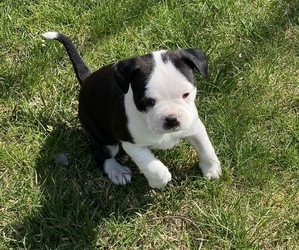 Boston Terrier Puppy for sale in FINDLAY, OH, USA