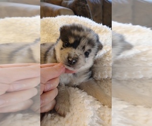 Pomsky Puppy for sale in ORANGE PARK, FL, USA