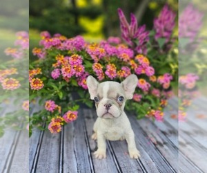 French Bulldog Puppy for sale in INDIANAPOLIS, IN, USA
