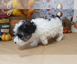 Small #14 Poodle (Toy)