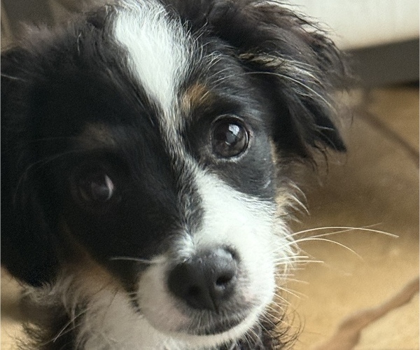 Medium Photo #12 Miniature Australian Shepherd Puppy For Sale in FORT MYERS, FL, USA