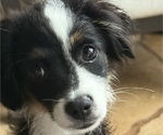 Small #11 Miniature Australian Shepherd