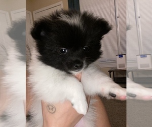 Pomeranian Puppy for sale in SPRINGDALE, AR, USA
