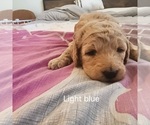 Puppy Pup Sky Blue Goldendoodle