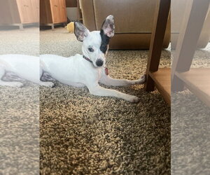 Cheese - Male Chihuahua Dog for Adoption - Photo #2
